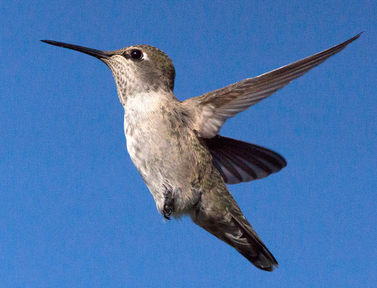 national-bird-day-2016-mountain-buzz