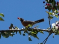 cherry
