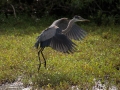crane