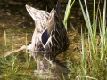 duck1