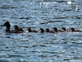 duckfamily