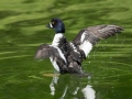 ducktakingoff