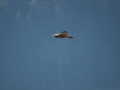 falcon1