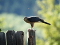 falcondinner