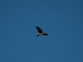 hawk1