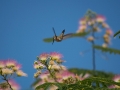 humming