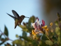 humming2