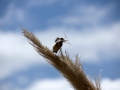 littlebird2