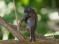 littlebirdcleaning