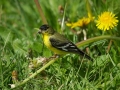 littlebirdeating