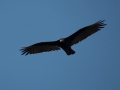 vulture1