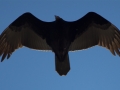 vulture2