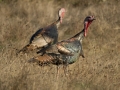 wildturkeys