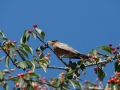 DSC08898-copy-1