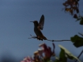 DSC09387-copy