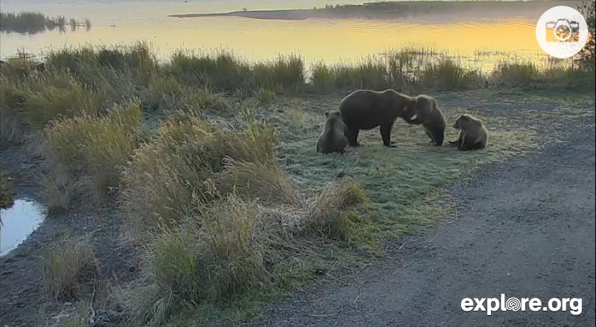 Brown Bear Cubs Katmai Park