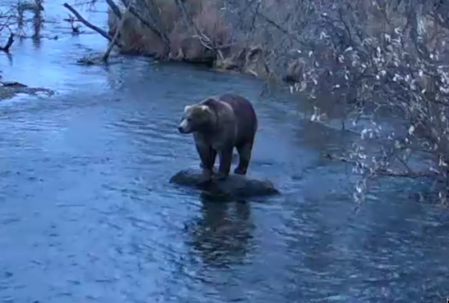 Brown Bear Katmai Park