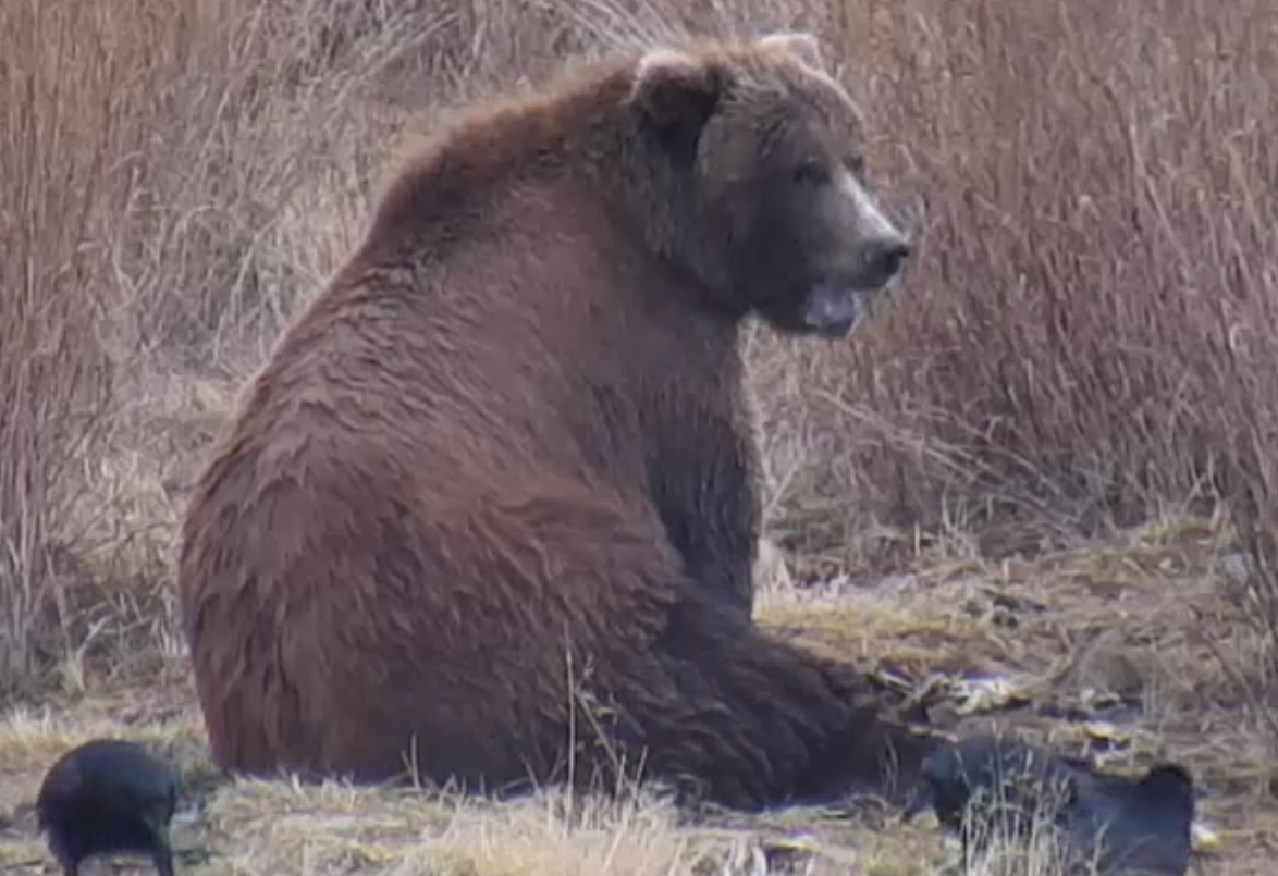 Brown Bears Katmai Park