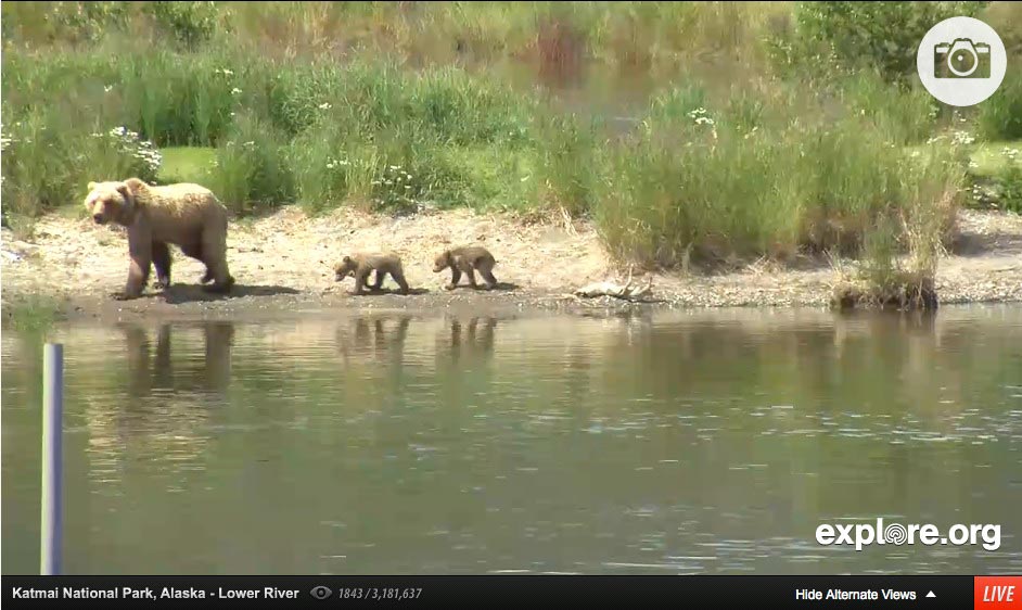 Brown Bear Cubs Katmai Park