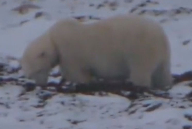 Polar Bears Churchill Canada Live Cam