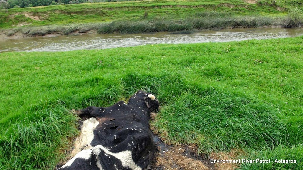 New Zealand Environment River Patrol Finds Carcasses Near River