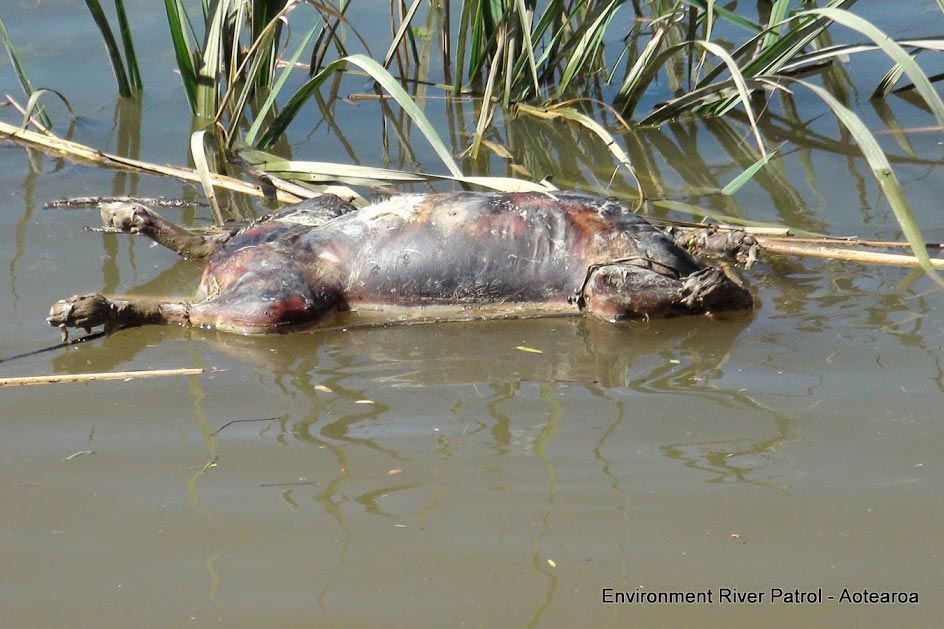 New Zealand Environment River Patrol Finds Carcasses In River