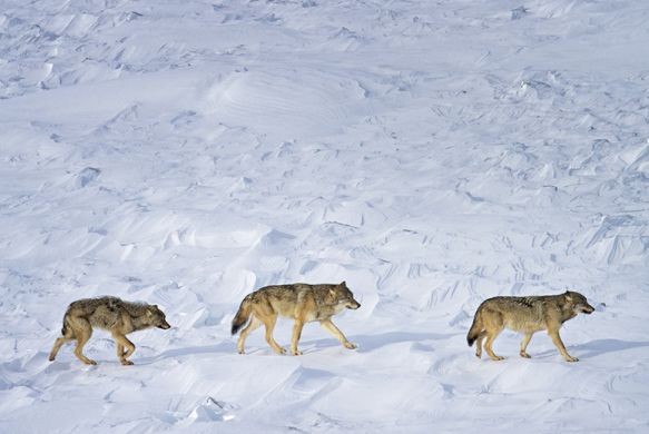 Three Wolves Are Left in Isle Royale National Park