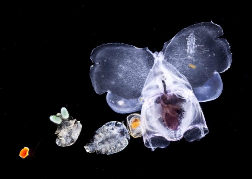 Tara Oceans expedition zooplanktonic animals