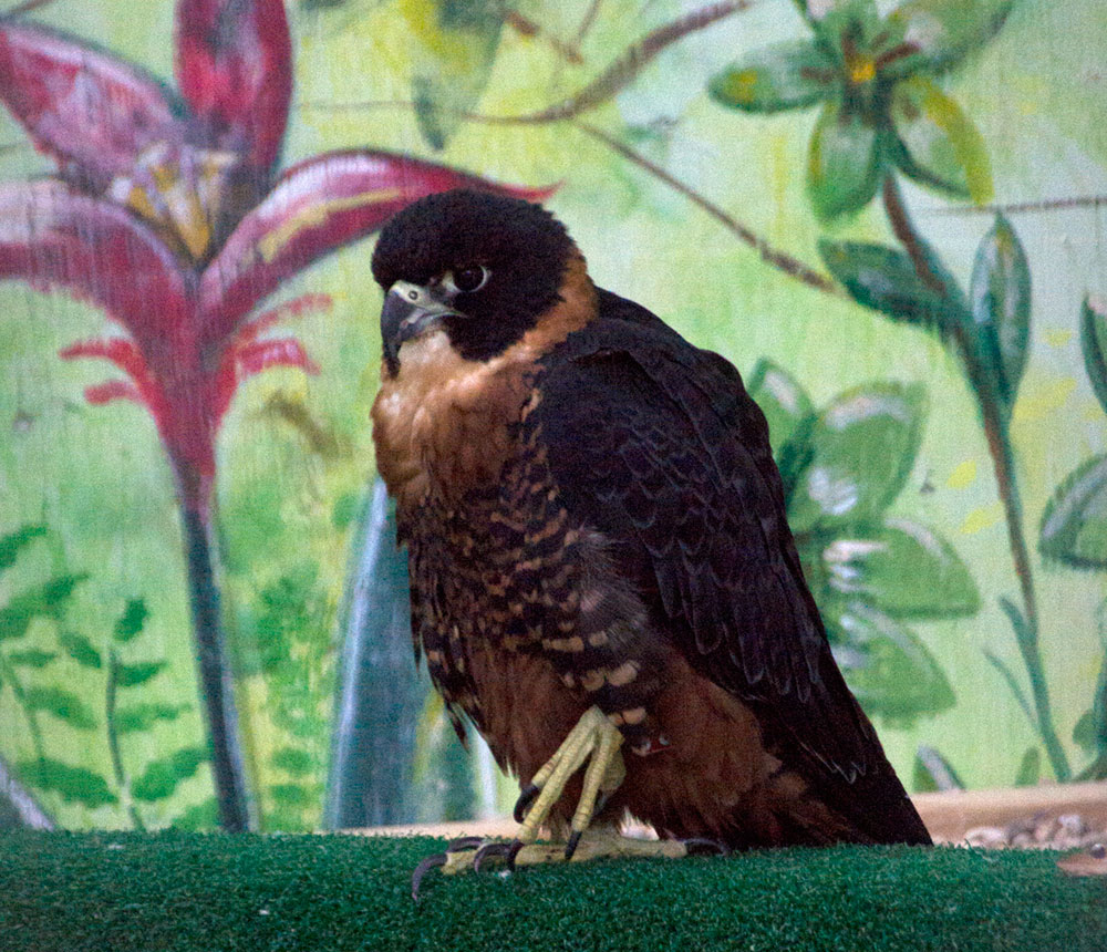 Boise Idaho Peregrine Fund World Center