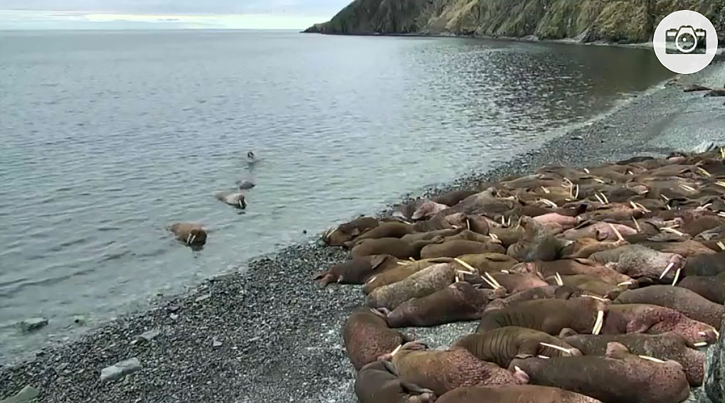 Walrus Round Island Alaska