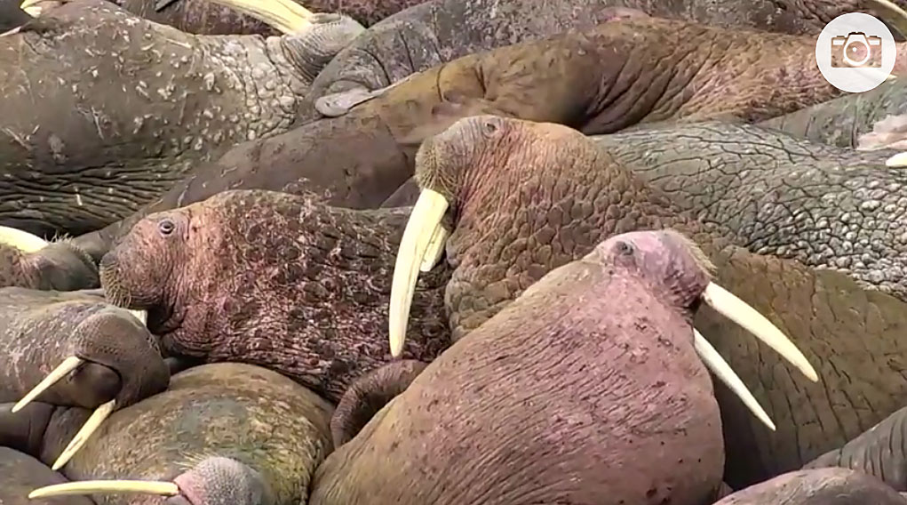 Walrus Round Island Alaska