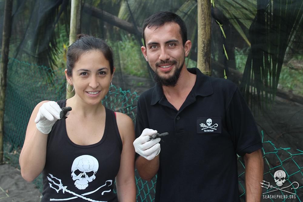Volunteer for Operation Jairo: Sea Shepherd’s 2015 Sea Turtle Defense Campaign