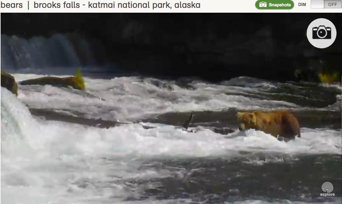 Katmai Alaska Brown Bears