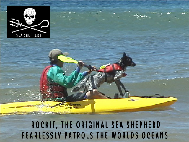 Rockit the original Sea Shepherd Fearlessly Patrols the World's Oceans