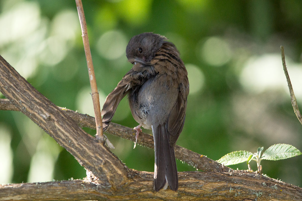 Song Sparrow