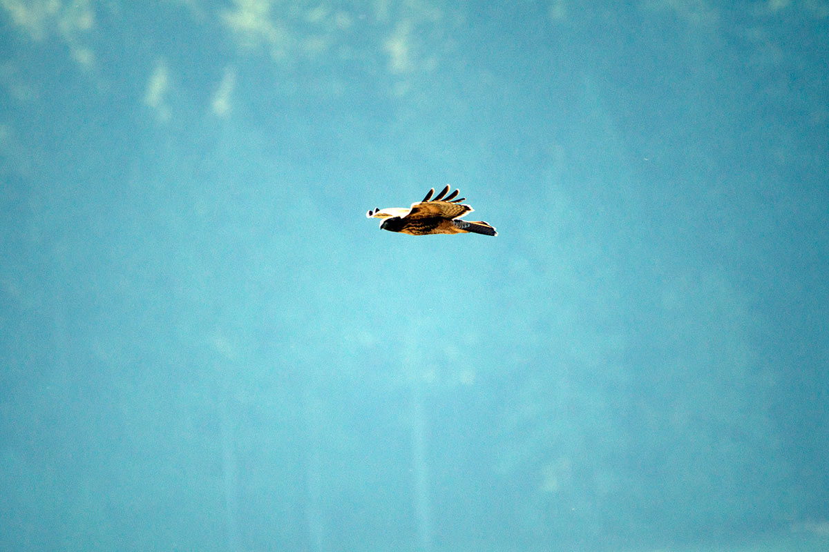 Red-shouldered Hawk