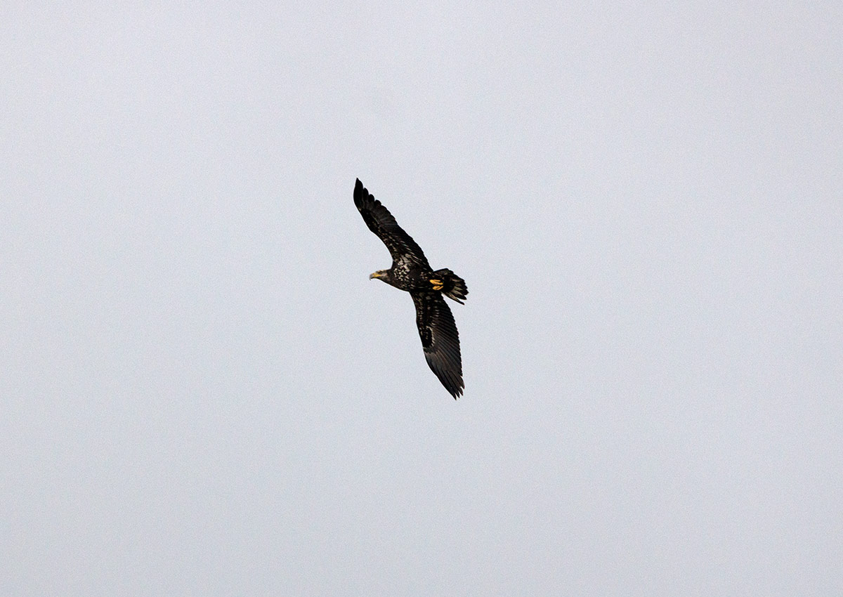 Immature Bald Eagle