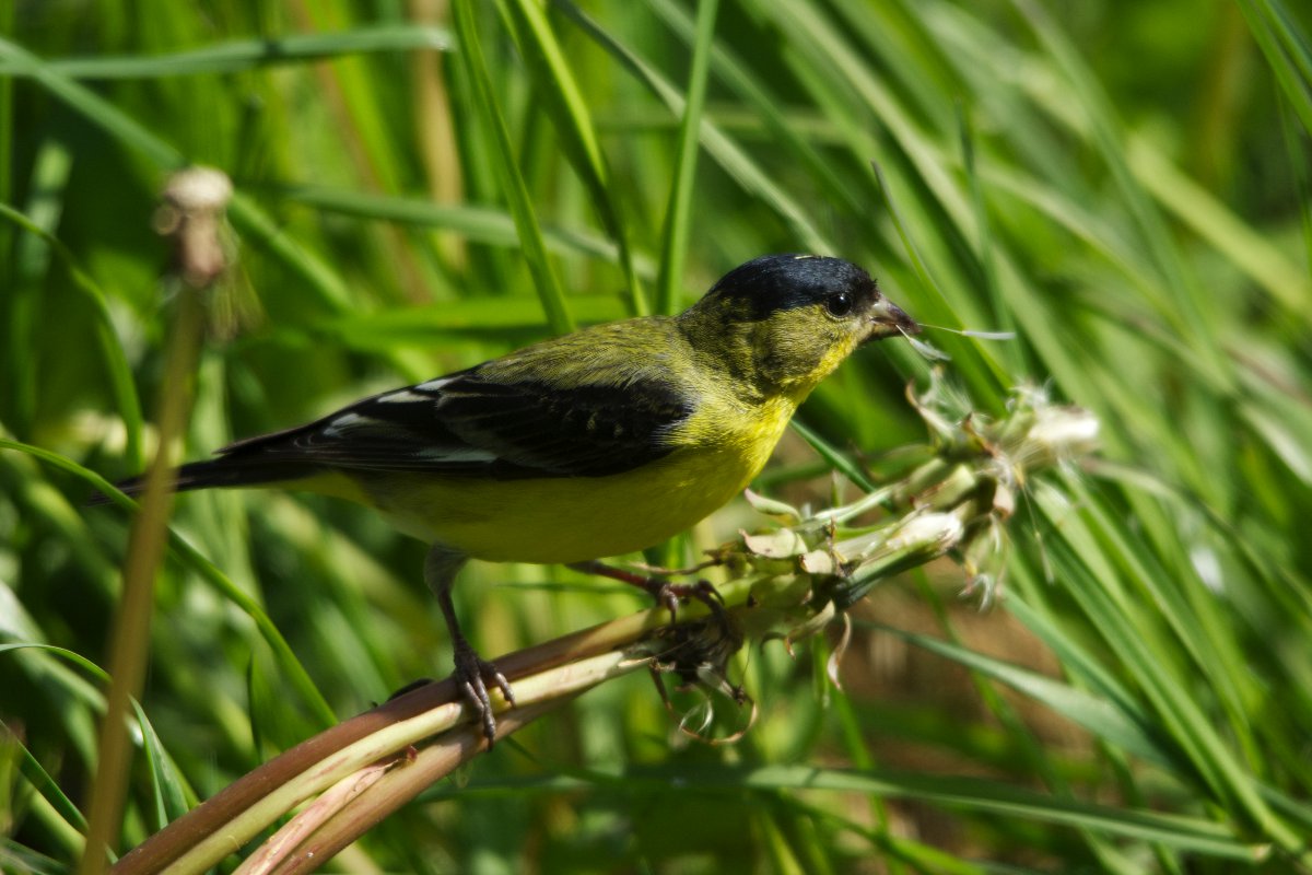 Golden Finch