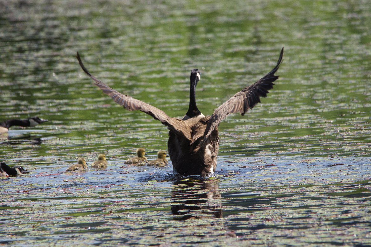 Canadian Goose