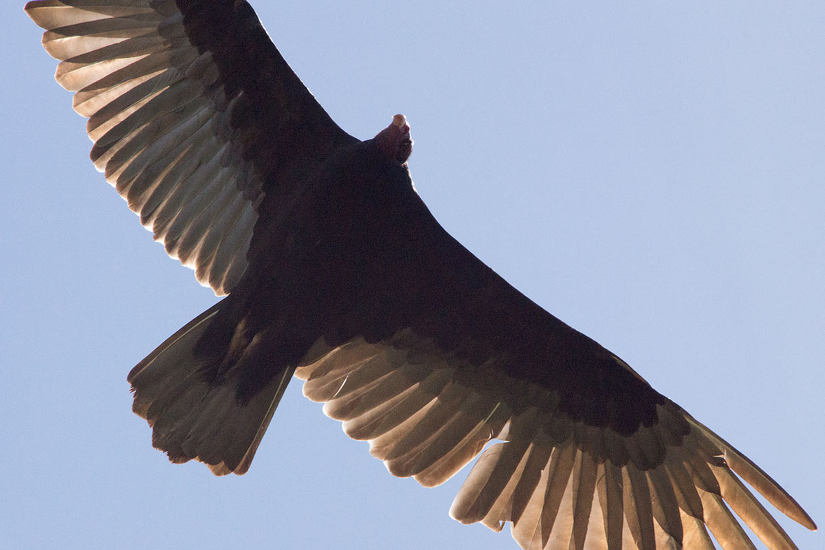 Turkey Vulture