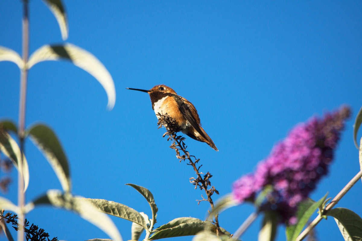 Rufous Hummingbird