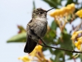 Hummingbird