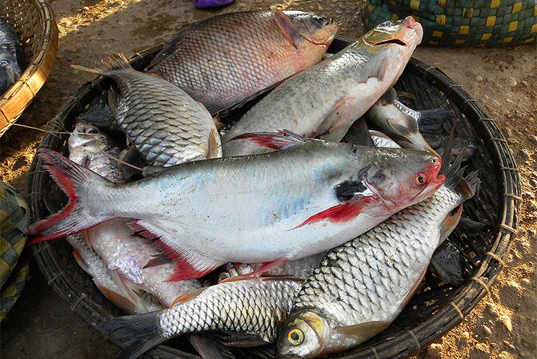 Fish at Mekong River at Stung Treng, Cambodia