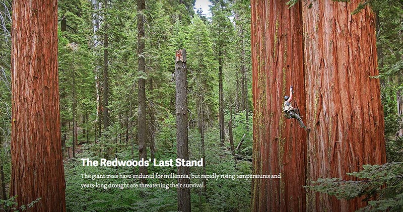 The Redwoods' Last Stand