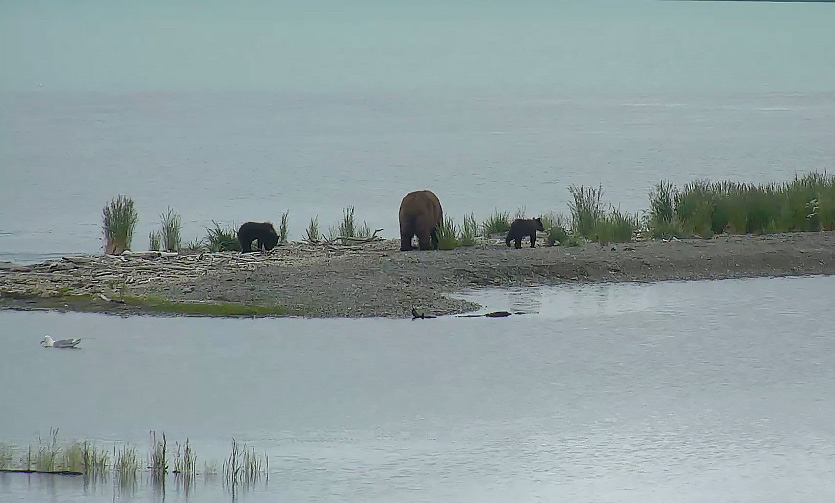 Katmai Brown Bear Cubs