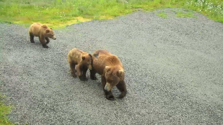 Katmai Brown Bear mother with cubs