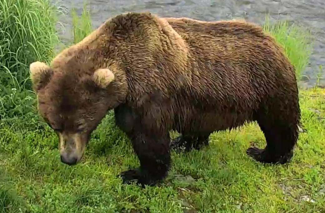 Katmai Brown Bear eating grass