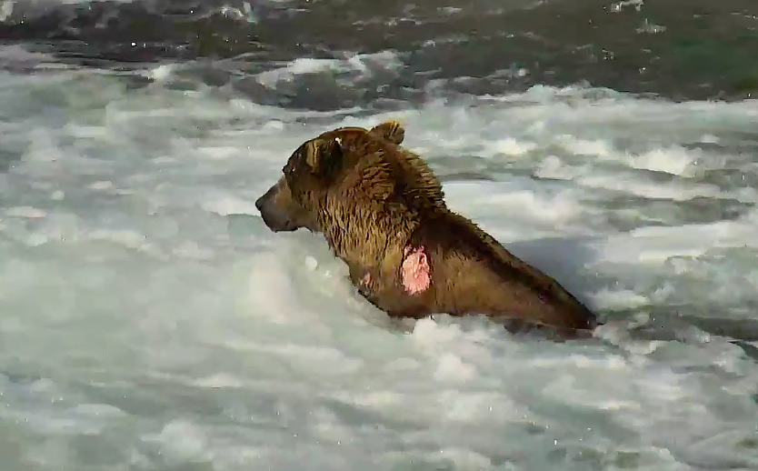 Wounded Katmai Brown Bear Brooks Falls