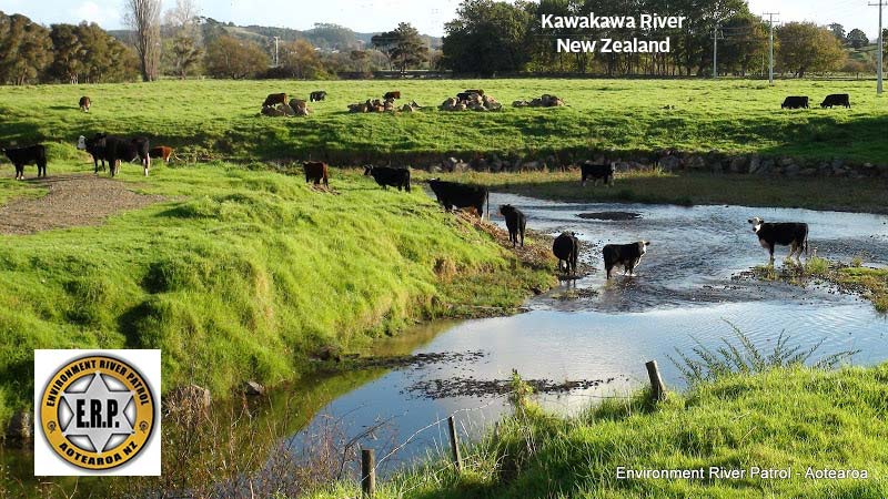New Zealand Kawakawa River Cattle Defecate / Urinate in River