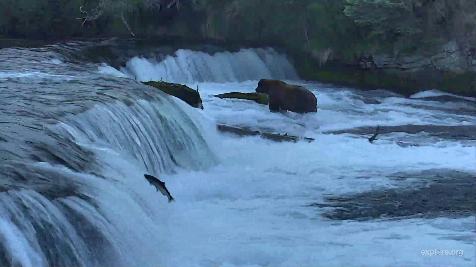 Katmai National Park Brooks Falls Brown Bears and Salmon